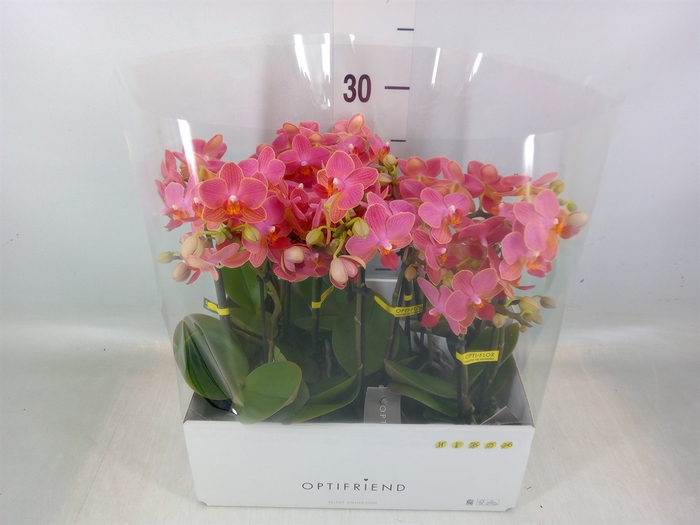<h4>Phalaenopsis multi.   ...orange</h4>