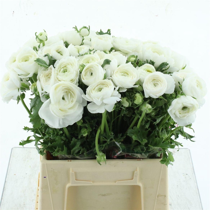 <h4>Ran Su Sr Polar White Extra</h4>