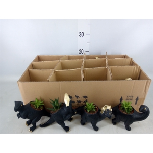 Arr.  Succulents L%