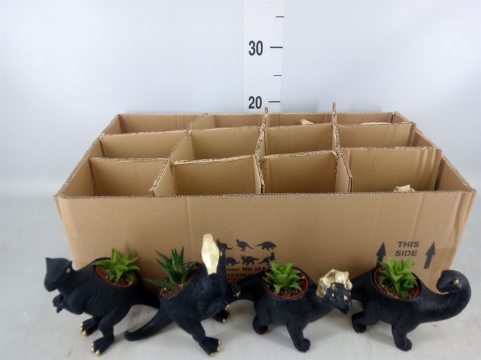 <h4>Arr.  Succulents L%</h4>