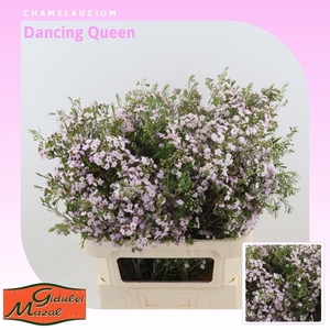 CHAMELAUCIUM UNCI. 'DANCQUEEN'