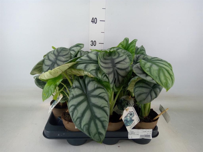 <h4>Alocasia   ...</h4>