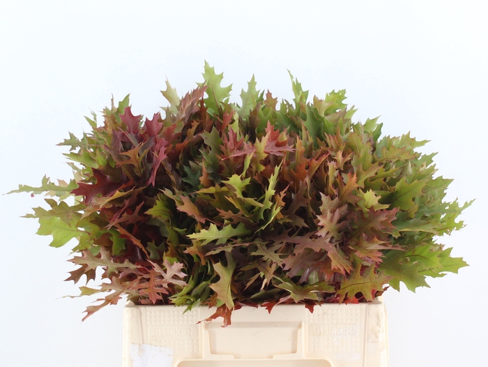 <h4>QUERC PALUSTRIS</h4>