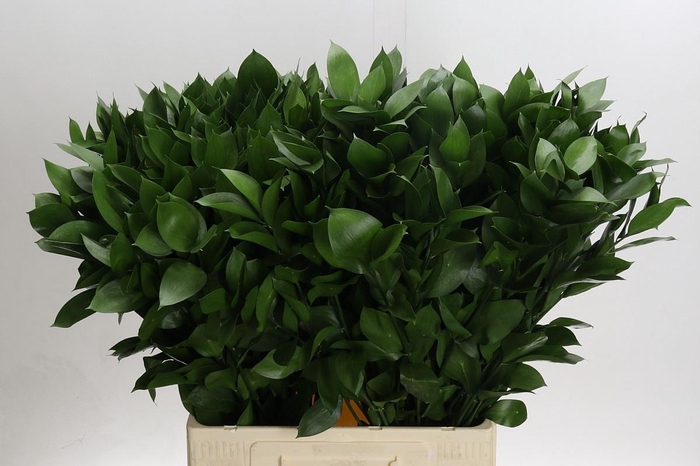 <h4>RUSCUS HYPOPHYLLUM</h4>