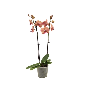 Phal Wild Peach 2T16+