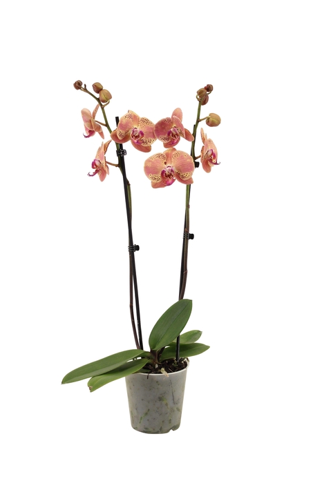 <h4>Phal Wild Peach 2T16+</h4>