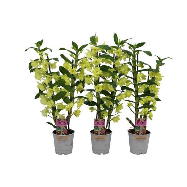 <h4>Dendrobium Nobile, Colour 2-tak Yellow (Inject)</h4>