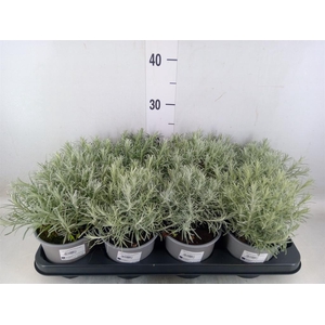 Helichrysum italicum