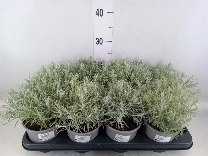 <h4>Helichrysum italicum</h4>