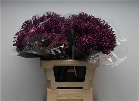 <h4>Leuco Waxed Purple</h4>