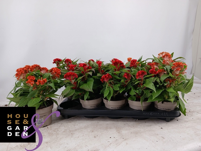 <h4>CEL CR TWIST GEM</h4>