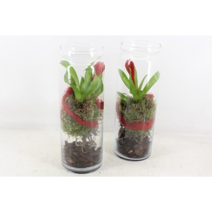 arr2 MB - Glas cilin. bromelia 968/4