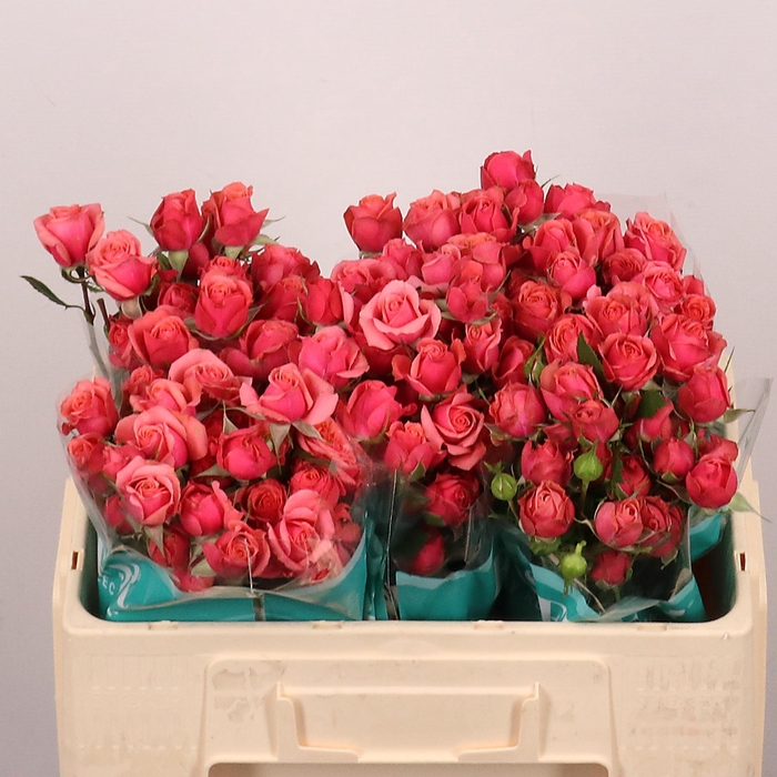 <h4>R TR SUGAR PINK ROSE</h4>