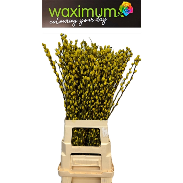 <h4>salix Wilgenkatjes Geel</h4>