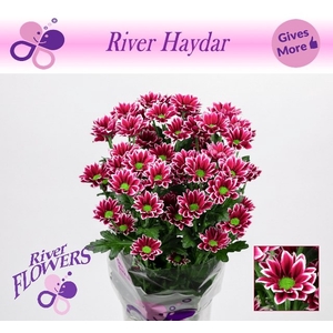 CHR T HAYDAR
