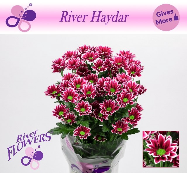 CHR T HAYDAR