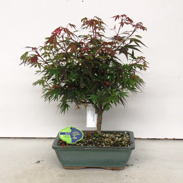 <h4>acer palmatum shaina 31 cm</h4>