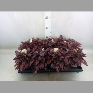 Peperomia