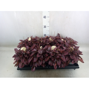 Peperomia