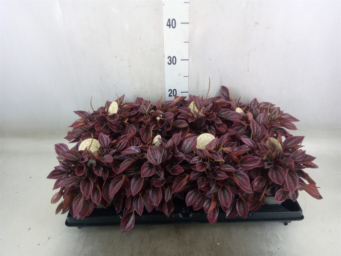 <h4>Peperomia</h4>