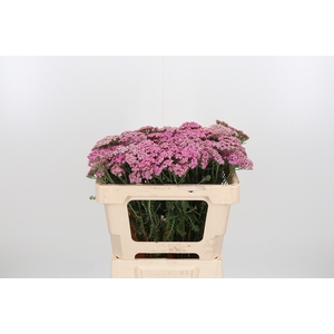 Achillea Bianca Classic