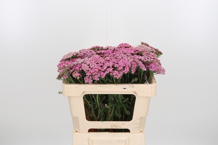 <h4>Achillea Bianca Classic</h4>