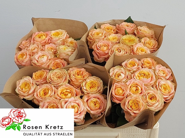 <h4>R GR PEACH FUNKY+</h4>