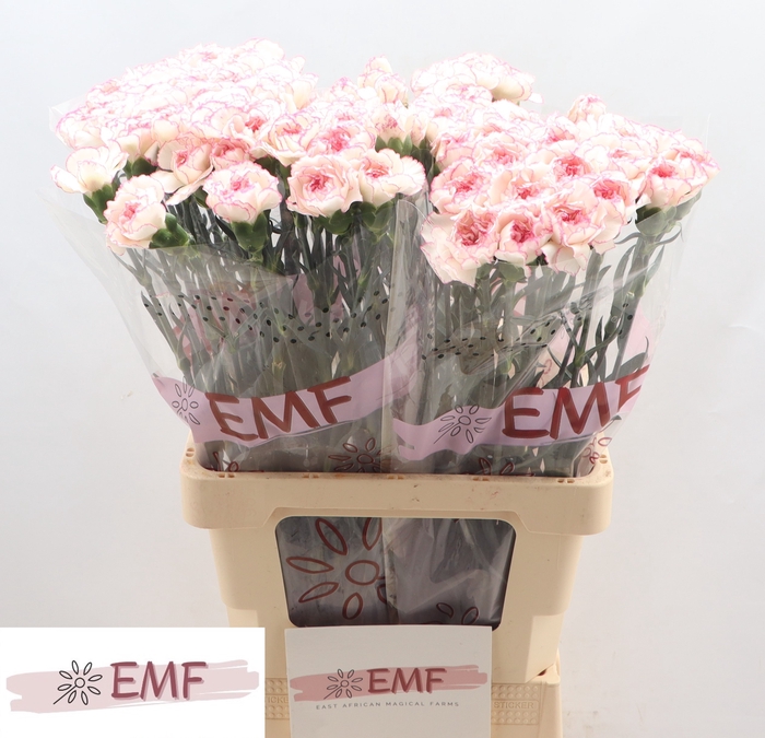 <h4>Di St Pastel Damascus EMF</h4>