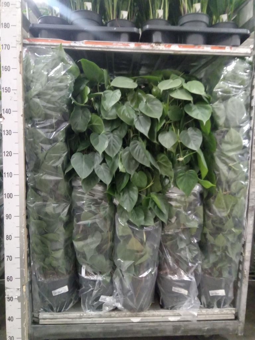 <h4>Philodendron scand.</h4>