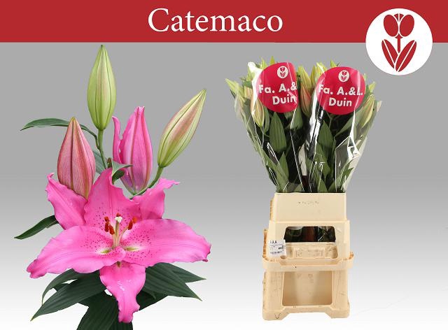 <h4>LI OR CATEMACO</h4>