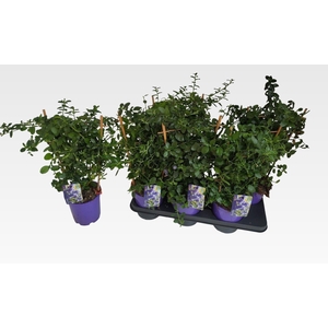 CEAN TH REPENS