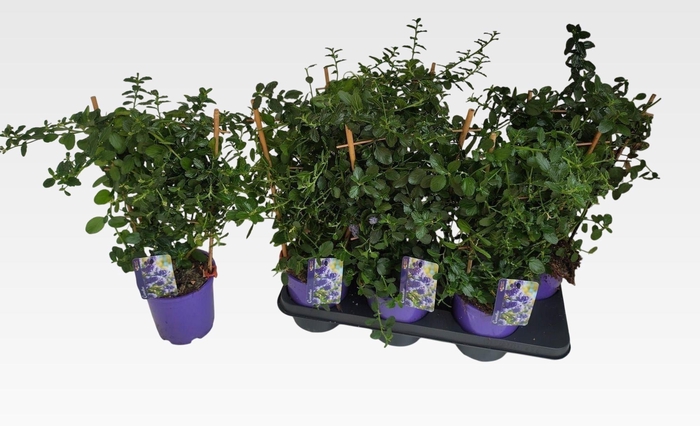 <h4>CEAN TH REPENS</h4>