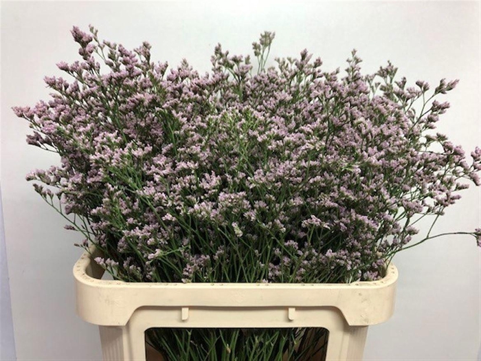 <h4>LIM MR SILVER PINK</h4>