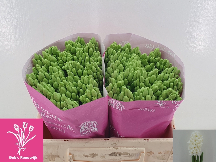 <h4>HYAC TOP WHITE</h4>