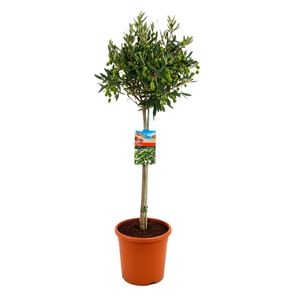 Olea europaea