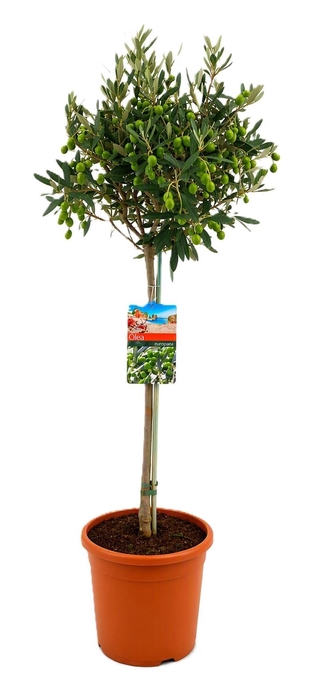 <h4>Olea europaea</h4>