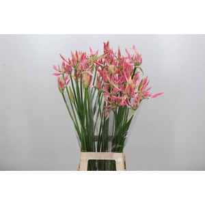 Nerine Flugel