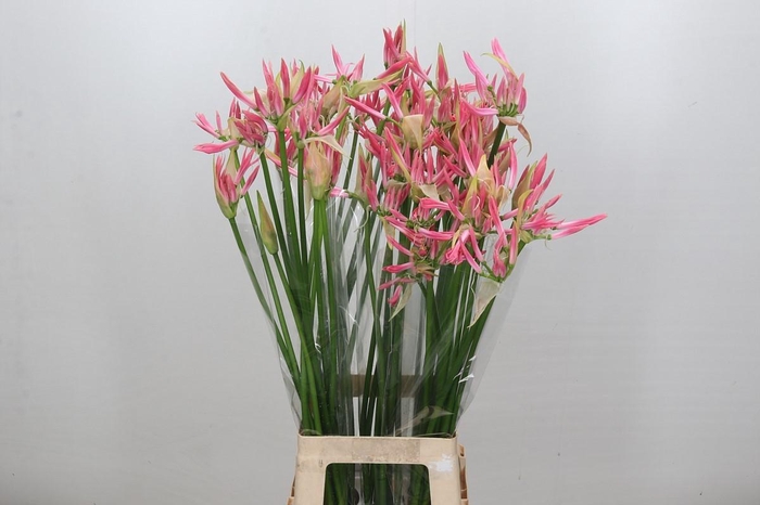 <h4>Nerine Flugel</h4>