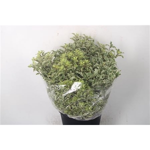 Pitto Nigra Per Bunch 150 Gram