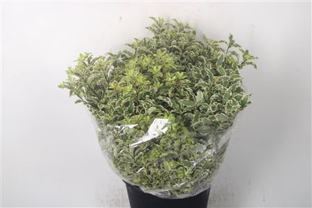 <h4>Pitto Nigra Per Bunch 150 Gram</h4>