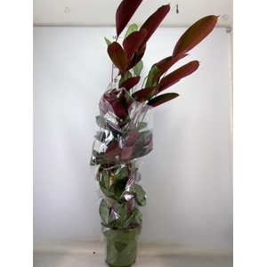 Ctenanthe setosa 'Compactstar'