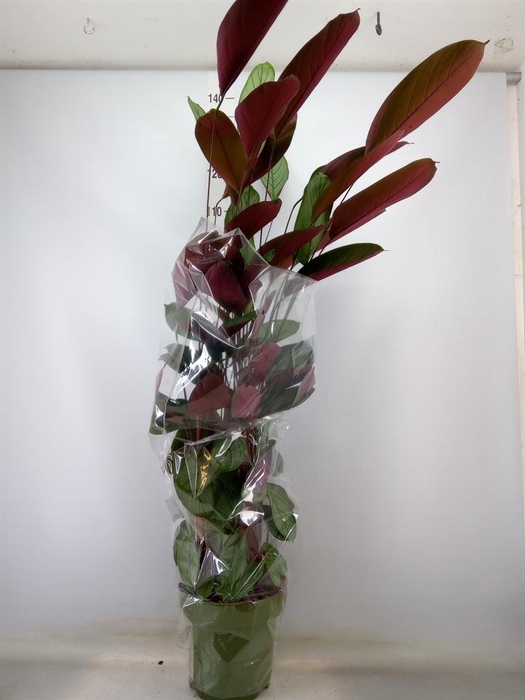 <h4>Ctenanthe setosa 'Compactstar'</h4>