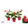 ANTHU AN BAMBINO RED