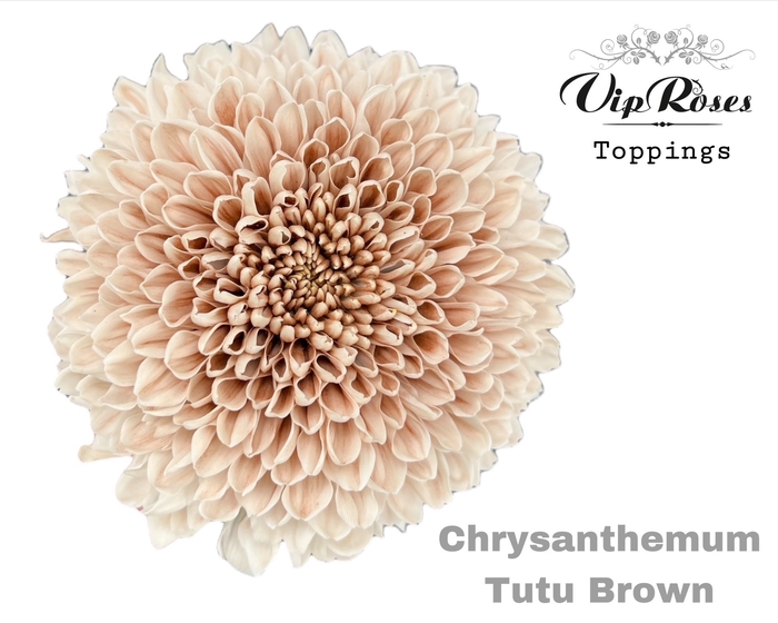 <h4>Chr G Tutu Brown</h4>