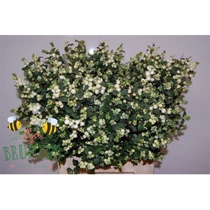 Sympho Mag Lemo Lime