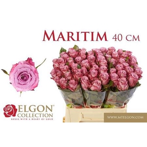 Rosa grootbloemig Maritim