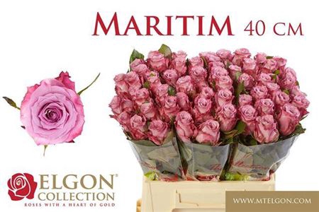 <h4>Rosa grootbloemig Maritim</h4>