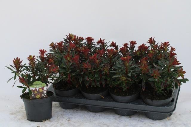 <h4>EUPH AM PURPUREA</h4>