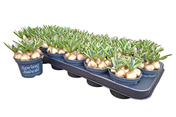 <h4>MUSCAR BLUE LAGOON</h4>