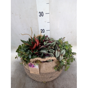Arr.   Kamerplant Groen H%